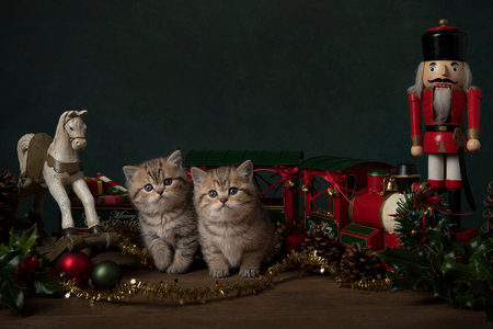 Two cute british shorthaired kittens between old toys and christmas ornaments in a still life settingの写真素材