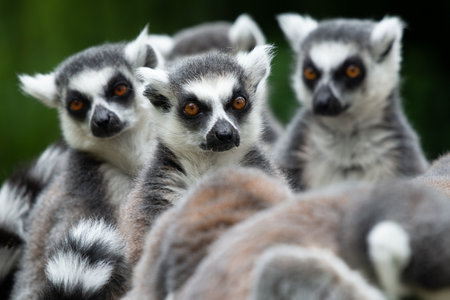 Group of ring-tailed lemur portraits sitting together