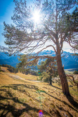 A large branchy coniferous tree stands in the foreground, below the tree there is dry grass and fallen conifer cones. The bright rays of the sun pass through the branches of a tree leaving glare in tの写真素材