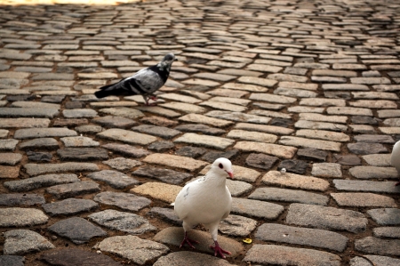 Dove pigeonの写真素材
