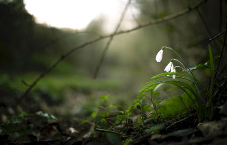 Beautiful spring snowdrop flowers in the forest on green backgroundの写真素材