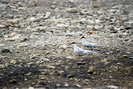 Arctic birds Little auks in Spitsbergen Svalbard Norway.の写真素材