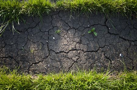 Natural green grass  and dirt close upの写真素材