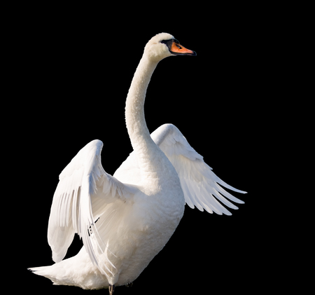 A beautiful swan dancing on water isolated on black backgroundの写真素材