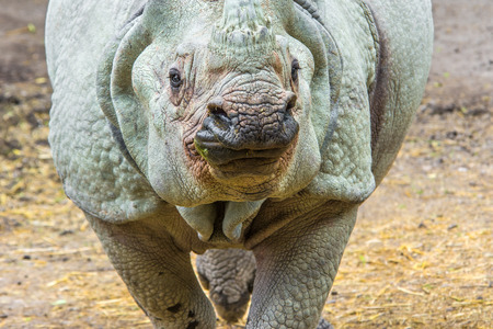 Indian rhinoceros  Rhinoceros unicornis  running towards the cameraの写真素材