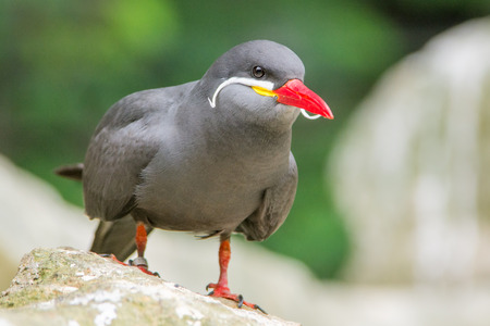 Portrait of an Inca Tern  Larosterna inca 