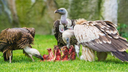European griffon vultures  Gyps fulvus fulvus  eatingの写真素材