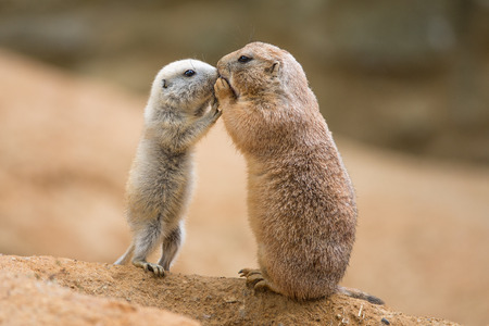 Adult prairie dog  genus cynomys   and a baby  sharing their food