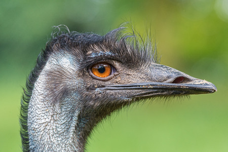 Portrait of Australian Emu  Dromaius novaehollandiae の写真素材