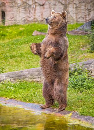 Brown bear  (Ursus arctos) standing on its hind legsの写真素材