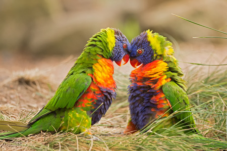 Two rainbow lorikeets (Trichoglossus haematodus Moluccanus) fightingの写真素材