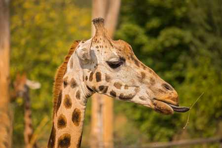 Closeup of a giraffe (Giraffa camelopardalis) eating grassの写真素材