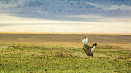 Male Kori bustard (Ardeotis kori) in mating display, Ngorongoro Crater, Tanzaniaの写真素材