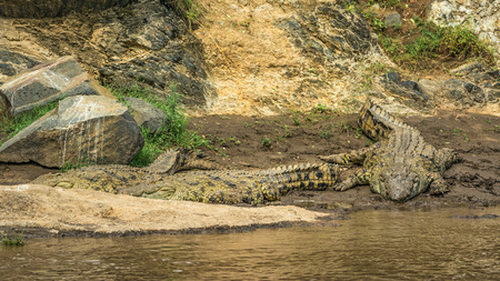 Three Nile crocodiles (Crocodylus niloticus) on the banks of the Mara river. Maasai Mara National Reserve, Kenya.の写真素材