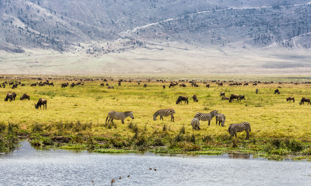 Herds of wildebeests and zebras in the Ngorongoro Crater, Tanzaniaの写真素材
