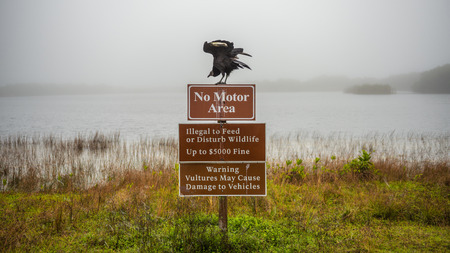 Vultures warning sign with a vulture on top of it in the Everglades National Park, Floridaの写真素材
