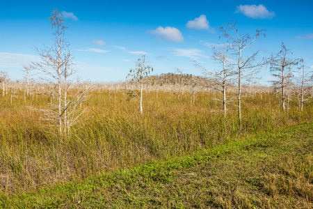 Dwarfed bald cypress trees in winter dormancy in Everglades National Park, Florida