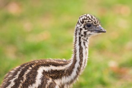 Portrait of a baby Australian Emu (Dromaius novaehollandiae)の写真素材
