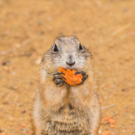 Prairie dog (genus cynomys)  eating a carrotの写真素材