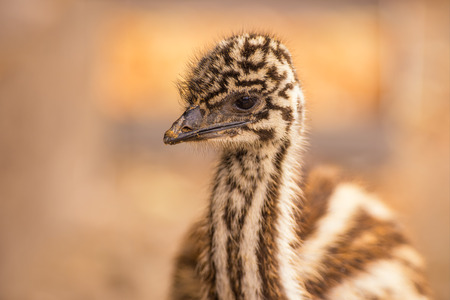Portrait of a baby Australian Emu (Dromaius novaehollandiae)の写真素材