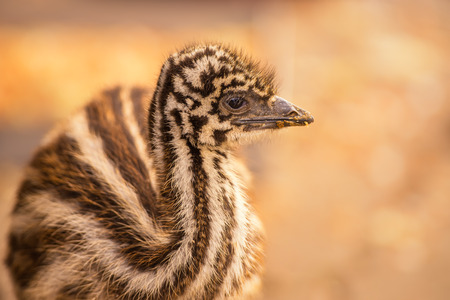 Portrait of a baby Australian Emu (Dromaius novaehollandiae)の写真素材