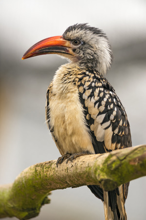 Portrait of western red-billed hornbill (Tockus kempi)の写真素材