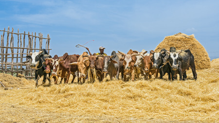 ADDIS ABABA, ETHIOPIA - MAY 1, 2015 : Ethiopian farmer using herd of oxen for threshing harvest.のeditorial素材