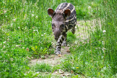 Nine days old baby of the endangered South American tapir (Tapirus terrestris), also called Brazilian tapir or lowland tapirの写真素材