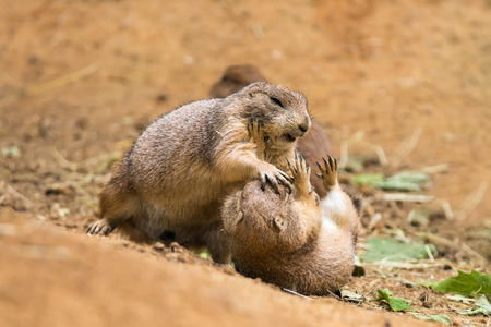 Two adult prairie dogs (genus cynomys) fightingの写真素材