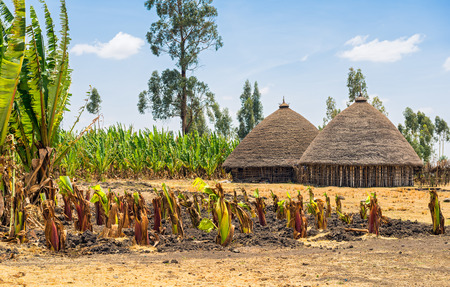 Traditional village houses near Addis Ababa, Ethiopia surrounded by cropsの写真素材
