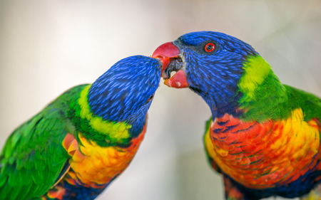 Two rainbow lorikeets (Trichoglossus haematodus Moluccanus) exchanging foodの写真素材