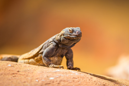 Portrait of eastern collared lizard (Crotaphytus collaris), also called common collared lizard or Oklahoma collared lizardの写真素材