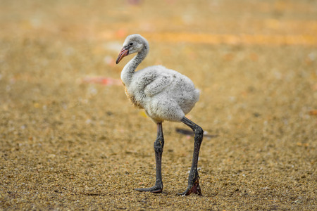 Baby bird of the American flamingoの写真素材