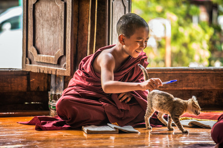 NYAUNG SHWE, MYANMAR - JANUARY 28, 2016 : Southeast Asian child monk gets distracted by a cat from learning at Shwe Yan Phe Monastery.のeditorial素材