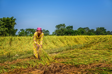 CHITWAN, NEPAL - OCTOBER 24, 2015 : Nepalese woman working in a rice field. In Nepal, the economy is dominated by agriculture.のeditorial素材