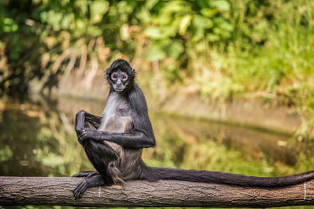 Portrait of Geoffroy's spider monkey (Ateles geoffroyi) sitting on a treeの写真素材