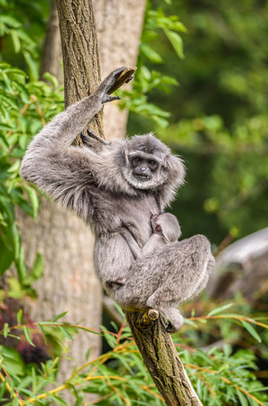 Silvery gibbon (Hylobates moloch) with a newborn. The silvery gibbon ranks among the most threatened species.の写真素材