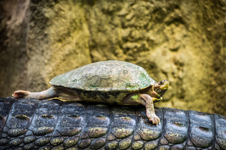 Texas tortoise (Gopherus berlandieri) riding on a back of a Gharialの写真素材