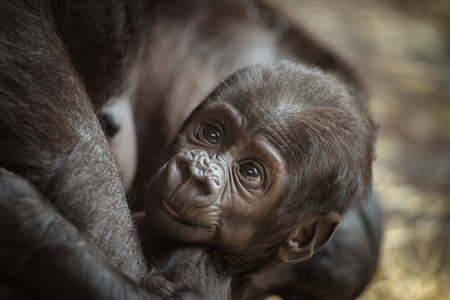 Six-week-old baby of a  Western lowland gorillaのeditorial素材