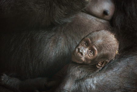 Six-week-old baby of a  Western lowland gorillaの写真素材