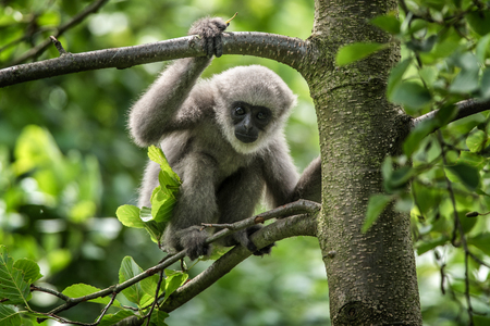 Young silvery gibbon (Hylobates moloch). The silvery gibbon ranks among the most threatened species.