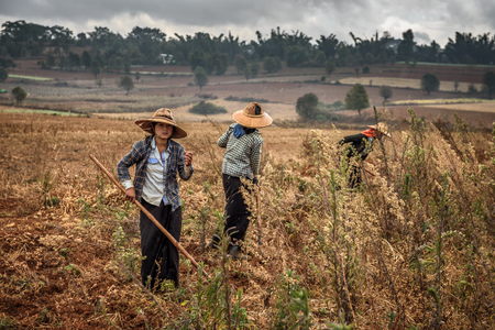 SHAN, MYANMAR - JANUARY 25, 2016 : Young female farmers working in a fieldのeditorial素材