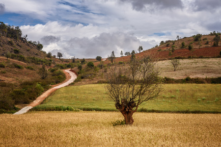 Field and tree landscape in the Shan State, Myanmarの写真素材
