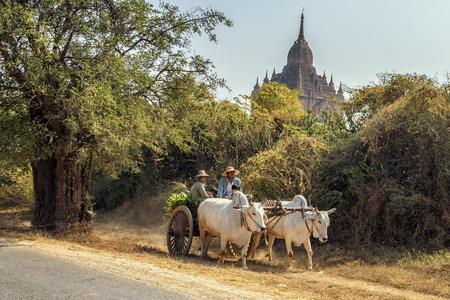 BAGAN, MYANMAR - JANUARY 23, 2016 : Ox cart carrying burmese family on dusty road around a temple in Baganのeditorial素材