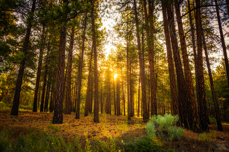 Beautiful sunrise in the forest in Canada.の写真素材
