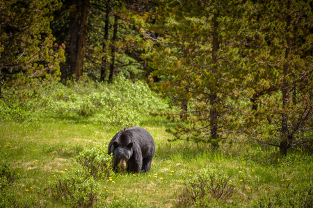 Wild Black Bear walks in forests of Banff and Jasper National Park, Canada situated in canadian Rocky Mountainsの写真素材