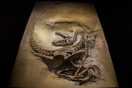 DRUMHELLER, ALBERTA, CANADA - JULY 6, 2017 : Beautifully preserved skeleton of a Gorgosaurus at the Dinosaurs exhibits of the Royal Tyrrel Museum of Palaeontology in Alberta.のeditorial素材