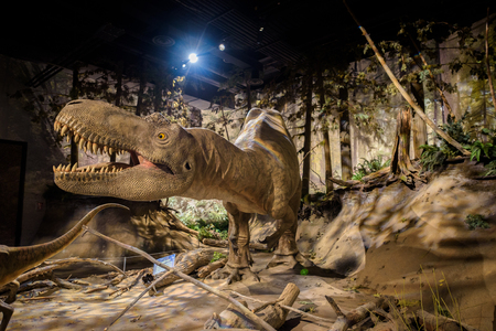 DRUMHELLER, ALBERTA, CANADA - JULY 6, 2017 : Albertosaurus sarcophagus at the Dinosaurs exhibits of the Royal Tyrrel Museum of Palaeontology in Alberta. Albertosaurus is a close relative of the T-Rex.のeditorial素材