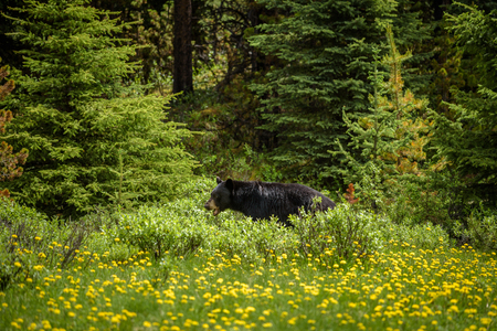 Wild Black Bear feeds in forests of Banff and Jasper National Park, Canada situated in canadian Rocky Mountainsの写真素材