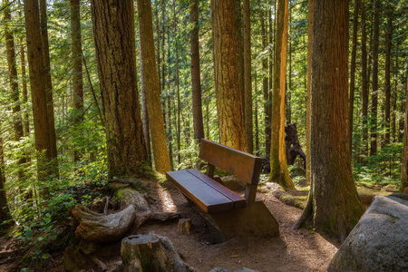 Bench in the forrest of Lynn Canyon park in Vancouver, Canadaの写真素材